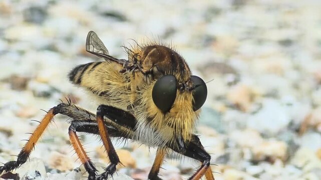 

Extreme Close-up Macro Shot of a Robber Fly Facing Forward on Pebble Ground #002
 