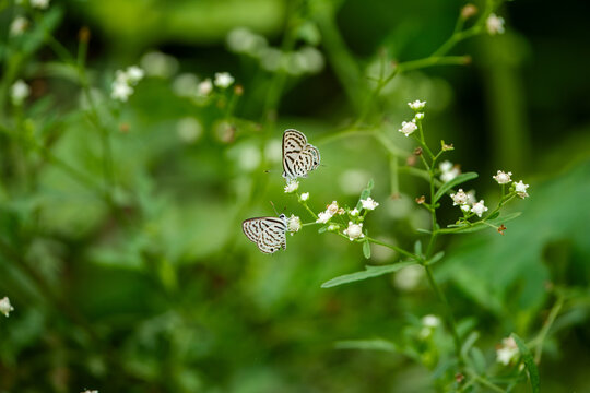 View of two small striped butterflies resting on delicate white wildflowers amidst lush green foliage in a garden in Lahore, Punjab, Pakistan.