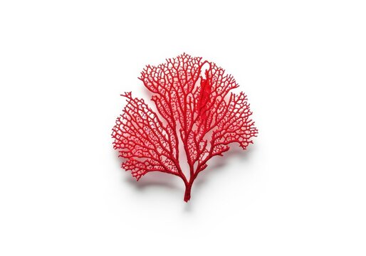 Isolated shot of a brittle, dry, red marine plant against a clean white backdrop. Minimalist and stark, red, aquatic, preservation