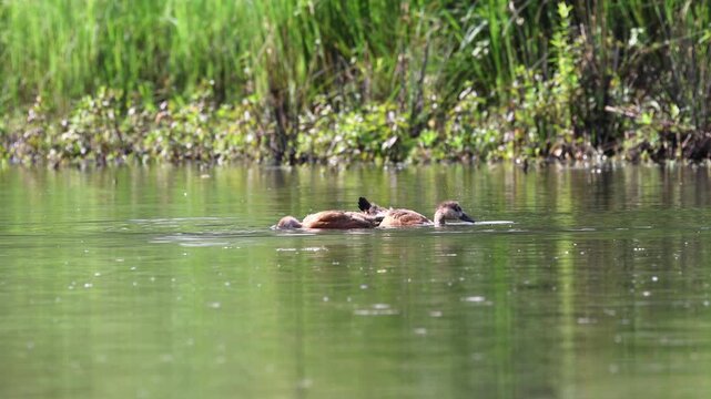Ruddy shelduck chicks dabble, ruddy shelduck chicks dive and surface and shake their heads, birds shake their heads, reddish-brown waterfowl reeds, sunny day at the lake, Tadorna ferruginea