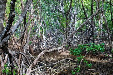 Obraz premium Green tree tropical mangrove rainforest wide life angle green background