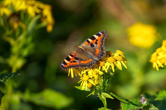 View of a small tortoiseshell butterfly with orange and black wings resting on yellow wildflowers in Lahore, Punjab, Pakistan.