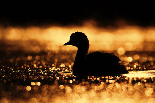 View of the silhouette of a bird swimming on the water surface during a golden sunset with shimmering bokeh light at Head Marala Sialkot, Punjab, Pakistan.