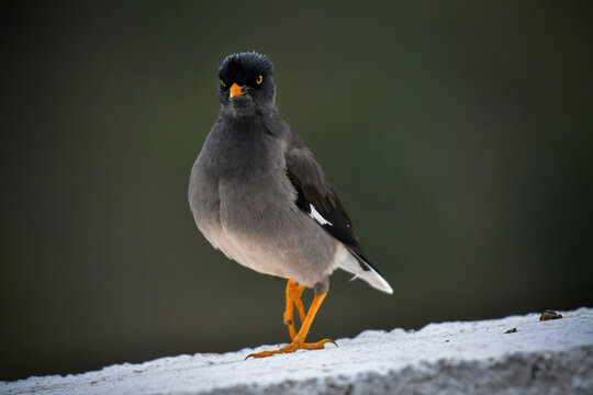 View of a jungle myna bird with a yellow beak and legs standing on a white stone ledge in Sialkot, Punjab, Pakistan.