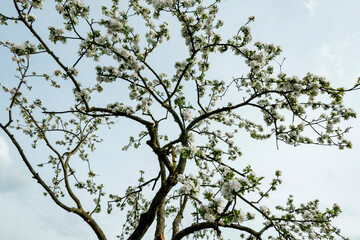 Fototapeta premium tree branches against blue sky