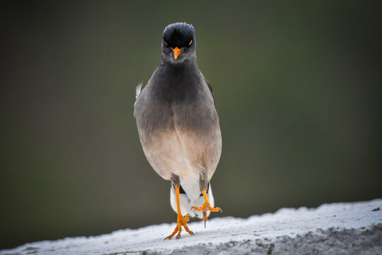 View of a common myna bird walking on a white stone ledge at Head Marala with a blurred green background in Sialkot, Punjab, Pakistan.