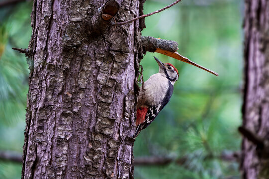 View of a Himalayan woodpecker with red plumage perched on the textured bark of a pine tree in a lush forest Naran, Khyber Pakhtunkhwa, Pakistan.