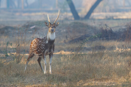 View of a spotted deer with antlers standing in a dry grassy field during the golden hour Lahore, Punjab, Pakistan.