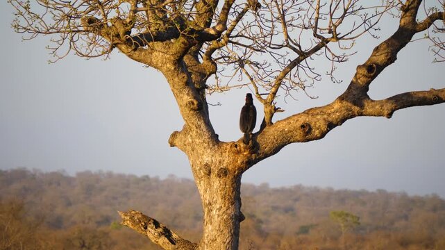A large black southern ground hornbill sits elevated on a thick tree branch in the South African savanna bushveld.