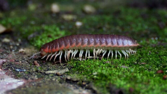Slow-motion macro tracking shot of a flat-backed polydesmid millipede crawling on green moss in Augusta, Georgia, showing the intricate wave-like leg movement and its segmented exoskeleton.