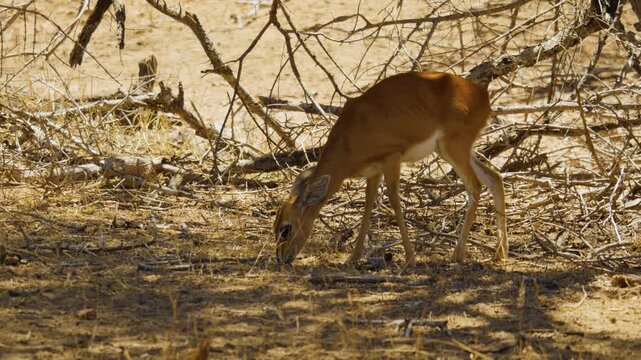 A small steenbok antelope bows its head to forage on the arid ground amid dry branches in the South African savanna.