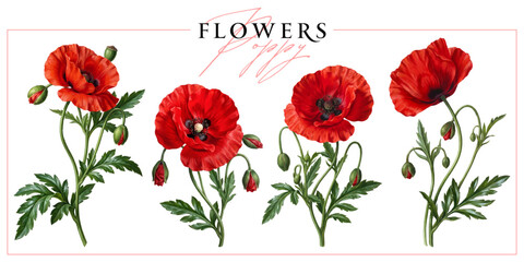 Obraz premium Red poppies isolated on a white background. Vintage painting style illustration.