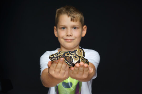  Young boy holdind pet snake in her hands.