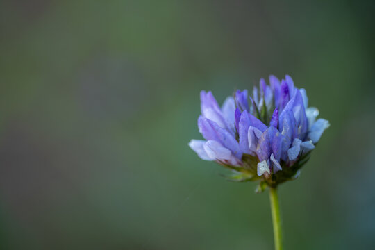 Purple wildflower with dew drops and soft green background