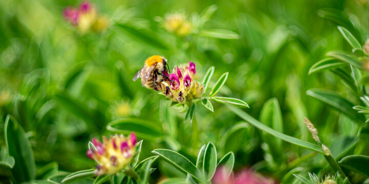 Bumblebee collecting nectar from wildflower with dreamy green bokeh