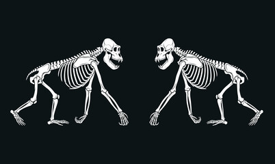 Symmetrical monkey skeleton illustration facing each other showing primate anatomy bone structure detailed scientific vector isolated on dark background © Mokarrom