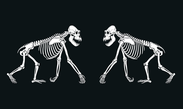 Symmetrical monkey skeleton illustration facing each other showing primate anatomy bone structure detailed scientific vector isolated on dark background