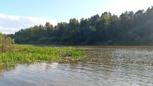 A section of river bank illuminated by the setting sun with small reed beds on a summer evening. Inya River, Siberia, Russia.