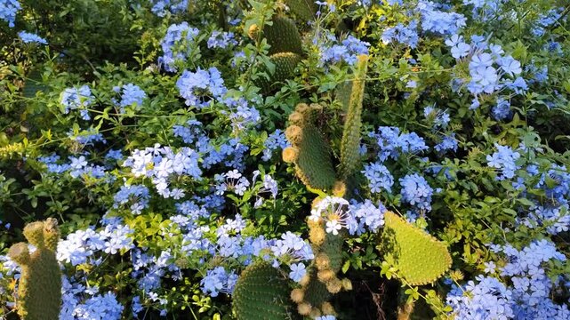 Slow camera movement showcasing blue plumbago flowers among green leaves and prickly pear cactus, illuminated by dappled soft sunset light