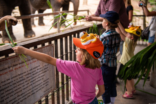 Children feeding elephants at zoo.