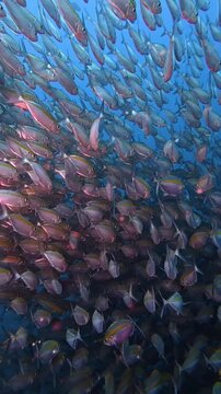 Yellowstripe Scad School Swimming in Open Water