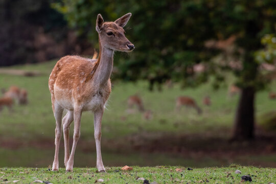 deer in the woods
