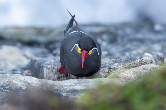 View of an Inca tern with its distinctive white mustache and red beak looking at the camera while perched on coastal rocks in Chile.