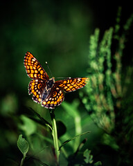 Orange Fritillary Butterfly with Open Wings on Plant Stem, Nordic Nature Macro Finland © Teemu