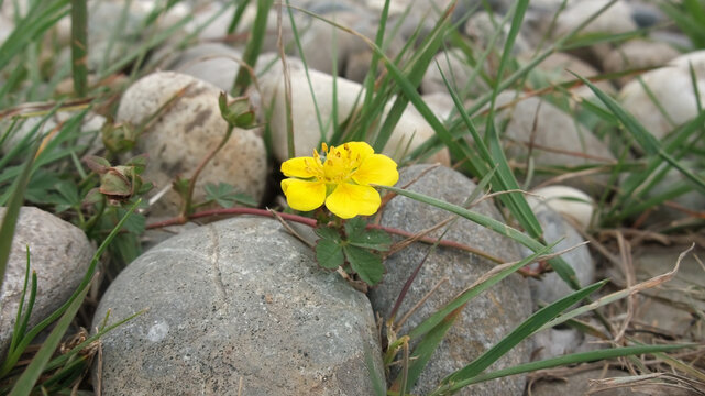 Yellow Flower Among Stones