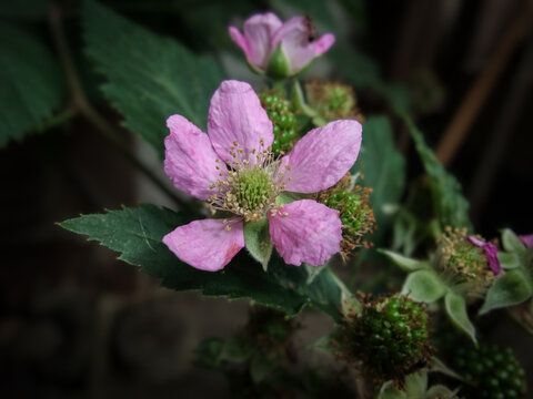 Pink Blackberry Blossoms