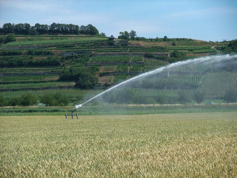 Wheat Field Irrigation