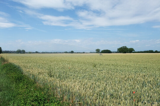 Wheat Field Landscape