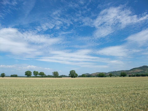 Wheat Field under Blue Sky