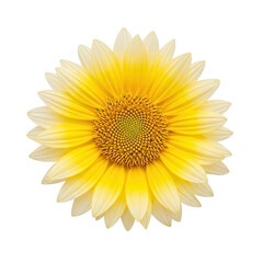Fototapeta premium Bright yellow flower with delicate petals