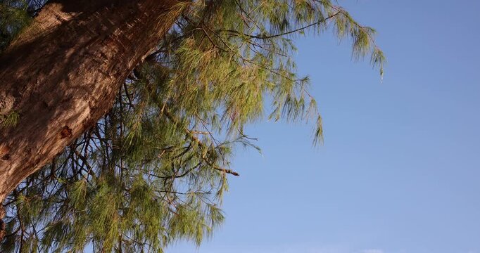 Imágenes de Casuarina: descubre bancos de fotos, ilustraciones