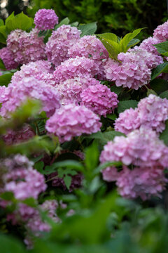 pink hydrangea flowers