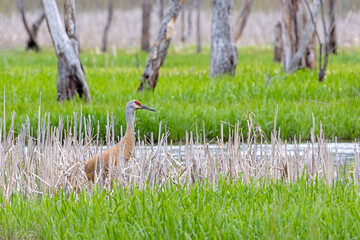 Fototapeta premium Sandhill Crane Standing In a Marsh