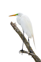 Obraz premium Great Egret on a White Whiteground