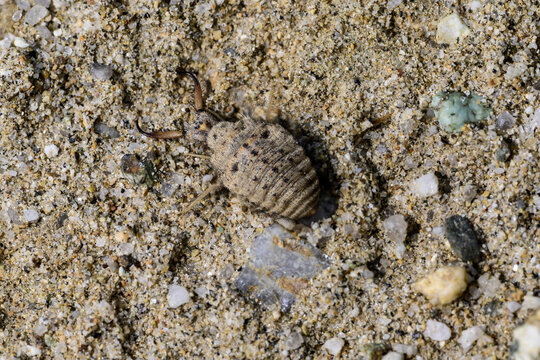 the larva of the ant lion
