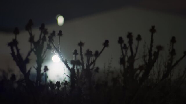 Dark atmospheric night scene with wild thistle plant silhouette lit by bright security floodlight, transitioning to metal clad industrial warehouse building exterior with security lighting