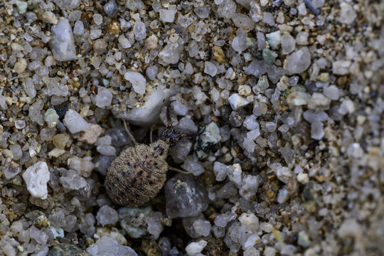 the larva of the ant lion