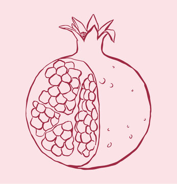 hand drawn vector illustration of a cut open pomegranate fruit. Featuring clean line art showing the detailed internal seeds and crown on a soft background, perfect for patterns and culinary designs.