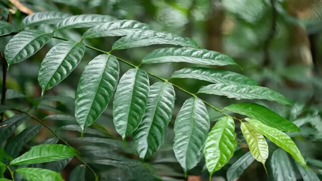 Vibrant Tropical Plants Swaying Gently Capturing Lush High Fidelity Green Foliage Texture