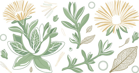 Fototapeta premium Botanical vector illustration set of mesembryanthemum ice plant succulent featuring green leaves yellow flowers buds and foliage design elements for organic cosmetic packaging