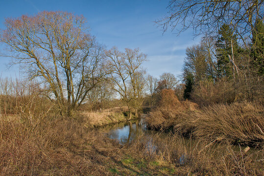  River Dijle winding through reed beds and winter vegetation in near Louvain, Belgium