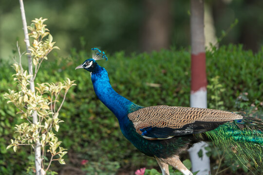 View of a vibrant blue peacock walking through a lush green garden with dense hedges and small plants in Tharparkar, Sindh, Pakistan.