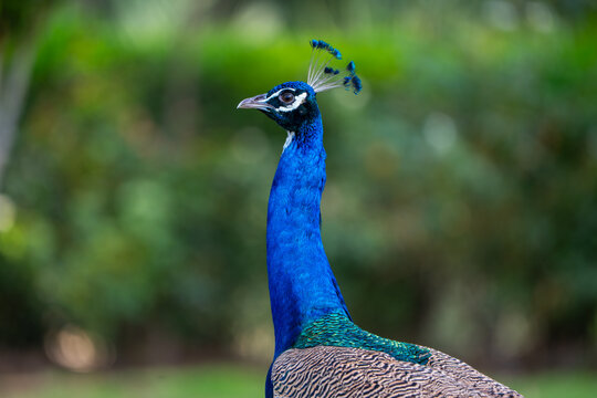 View of a peacock with vibrant blue feathers and a crest against a blurred green background in Tharparkar, Sindh, Pakistan.