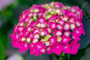 Fototapeten Pink Selective focus of Hydrangea in the garden, Bushes of colorful purple pink ornamental flower, Hortensia flowers are produced from early spring to late autumn, Nature pattern texture, Flora background.  © Sarawut