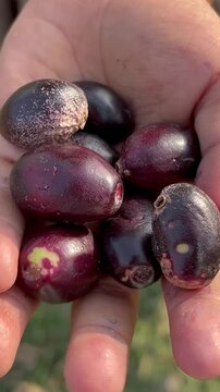Close-up of a hand holding fresh ripe Java plums in natural daylight.