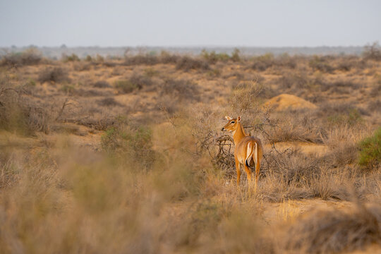 View of a nilgai antelope looking back while standing among dry shrubs and sparse vegetation in the arid landscape of the Cholistan Desert in Bahawalpur, Punjab, Pakistan.